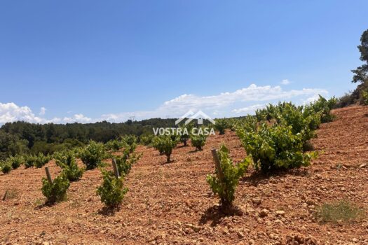 FINCA RUSTICA – Casas Del Rey – 4154_S