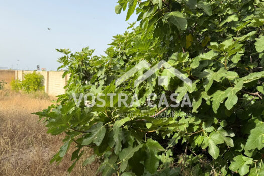 TERRENO RUSTICO – Torrent – 30092014_S