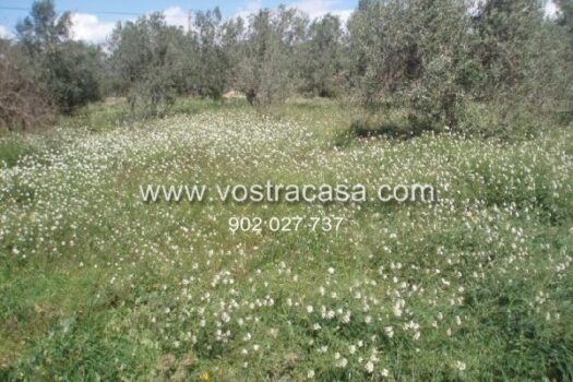 PARCELA – Cheste – 1578_S