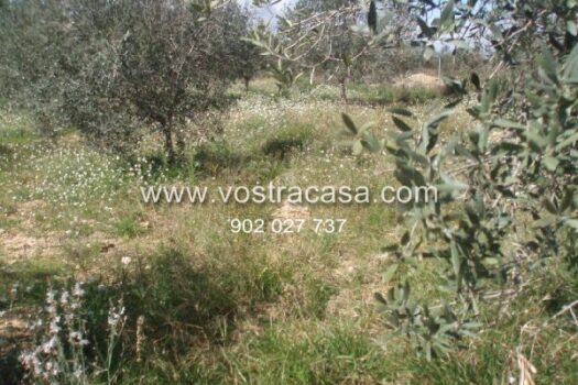 PARCELA – Cheste – 1578_S